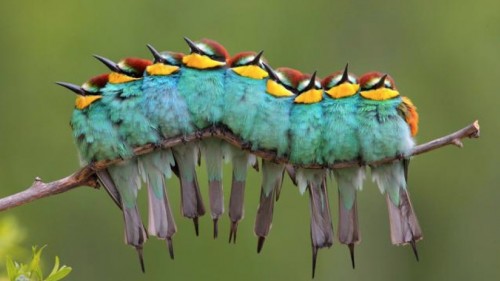 Photo Competition Winners - Nature photography - images from the Wild Wonders of Europe.